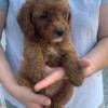 Mini/Medium Goldendoodle Puppies