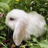 Blue-eyed White Holland Lop Rabbit Baby