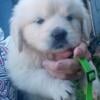 Akc adorable Golden Retriever puppies, ofa testing