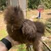 Silkie chicken pair chocolate and black from mottled