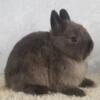 Purebred Netherland Dwarf Bunny Rabbit Siamese Sable Buck