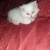 12 week old male Persian ready now