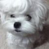 Beautiful bright white Maltese Male 10 mos. old