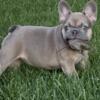 AKC French Bulldog Puppies (Acura meets Griffin)