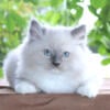 Pumpkin Ragdoll Kitten Kittens Male Blue Lilac Point Pointed Bicolor White Mitted For Sale Purebred Tica Family Raised