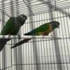 Green cheek conure proven pair