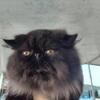 SOLID BLACK PERSIAN FEMALE YOUNG ADULT