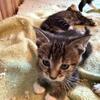 Kittens for sale 3F 1M