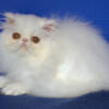 CFA Copper Eyed White Persian