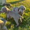 Purebred Weimaraner puppies!