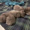Beautiful Scottish fold kittens 
