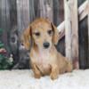 Brindle Dapple Female Dachshund