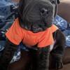 Wrinkly Toy Shar-Pei Boy