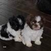 Shih tzu two females left