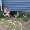 Male corgi akc super small