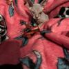 Male Sphynx kitten