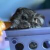 Females Chinchillas 2 Black 1 Grey