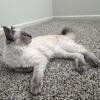 Kitten Looking For A New Home