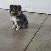 Pomsky
