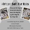 Asf's African Soft fur Rats Live & Frozen