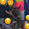 Amazing Miniature Donkey