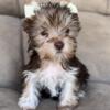 Chocolate & Tan Female Yorkie Puppy Available Now!
