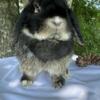 Pedigree Holland Lop