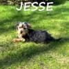 Jesse Male Yorkie Poo Puppy