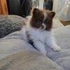 Pomeranians puppies!