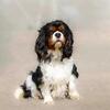 Stud Service IMPORTED AKC Cavalier King Charles Spaniel Tri