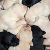 AKC Labrador Retriever Puppies