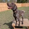 German shorthaired pointer/lab mix puppies