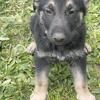 11 week old German Shepherd
