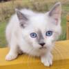 Female Tortie point Siamese Ragdoll mix Kitten 