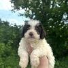 AKC Lagotto Romagnolos puppies - Clearwater, MN