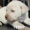 ACA registered Labrador retriever *Teddy*