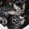 Rare TICA Registered Charcoal, Melanistic, and Brown Bengals - Now Taking Deposits! Still available