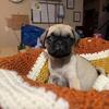 Pug puppy