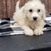 BICHPOO PUPPY