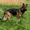 German Shepherd AKC Champion bloodline 2 males 2 females left and ready to go