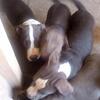 12 weeks blue nose blue fawn 