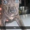 Cane corso mix with Pit bull 