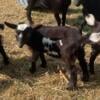 Blue eyed polled buck