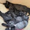 Free kittens