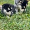 Husky Puppies CKC blue eyes