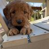 Goldendoodles- we breed for families! Pups ready for homes June!