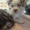 Yorkie pups