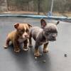 American Bullies