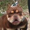 Exotic Bully Male