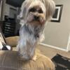 CKC Yorkie Male 1.5 yrs old  3/24